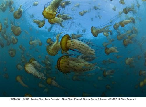 The Magic and Wonder of Life at Sea Continues its Journey on Stunning High-Definition